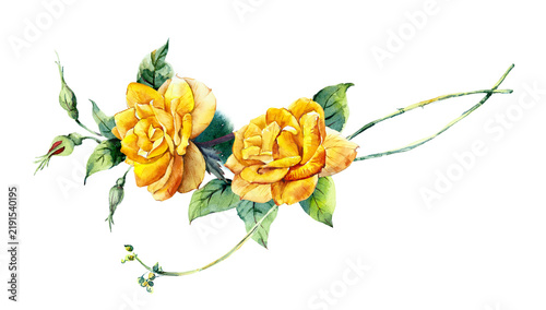 Pattern from yellow rose. Wedding drawings. Watercolor painting. Greeting cards. Flower backdrop. 