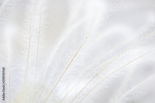 Obraz na płótnie Delicate white plant fibers arranged in a soft, ethereal pattern against a blurr
