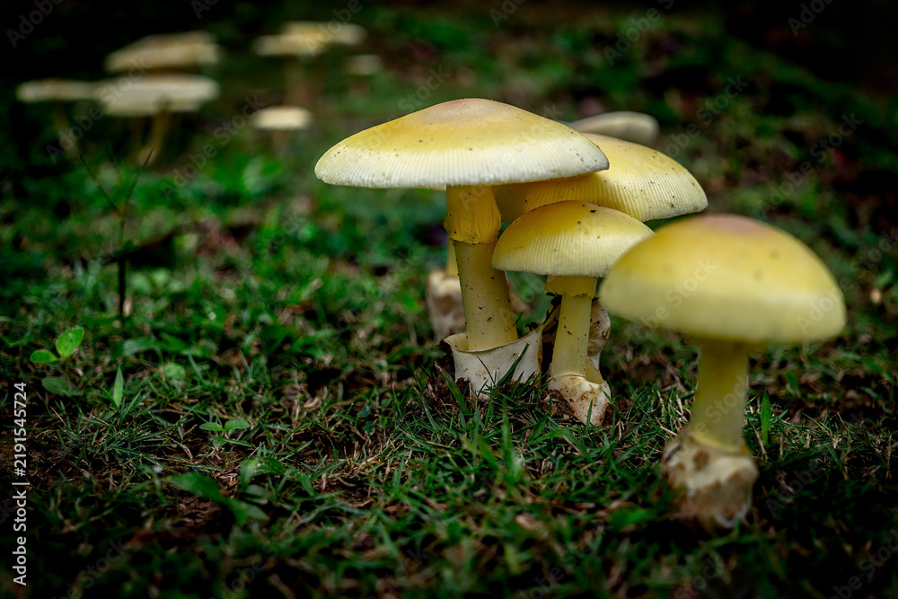 Fototapeta premium Group of bright yellow wild mushrooms growing on a green grassy forest floor