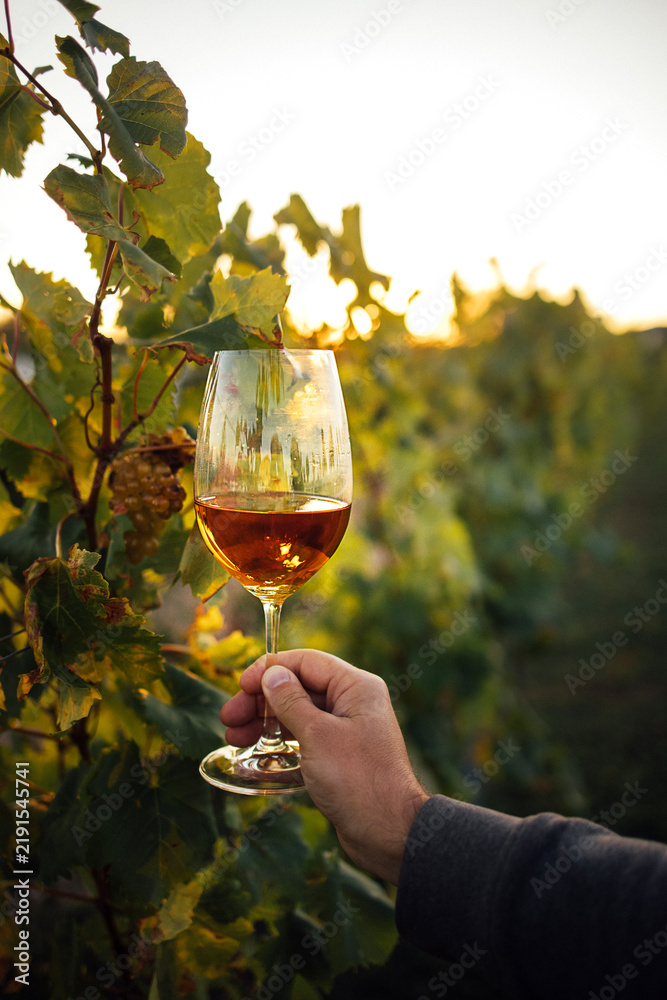 Obraz premium Hand holding a glass of white wine in a vineyard during sunset, with grapevines and leaves visible in the background creating a serene outdoor setting