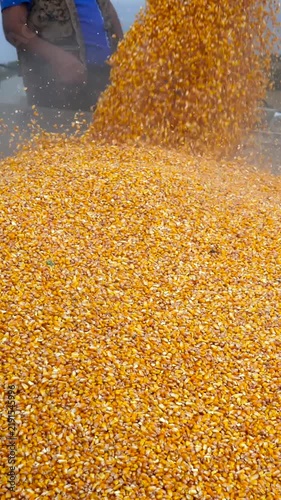Vertical close-up of yellow corn grain falling and bouncing into a tractor trailer while a farmer supervises the autumn harvest loading process. Corn harvesting.