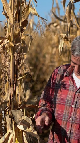 Telephoto shot of a satisfied farmer inspecting a ripe corn cob between rows of dry corn plants on a sunny autumn day. Corn harvest. 