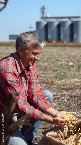 Happy middle aged farmer kneeling in a harvested cornfield, pouring yellow corn kernels from his hands with blurred silos in the background on a sunny day.