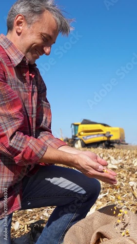 Low angle close-up of a farmer pouring yellow corn kernels while a combine harvester cuts the remaining dry corn plants in a harvested field under blue sky.