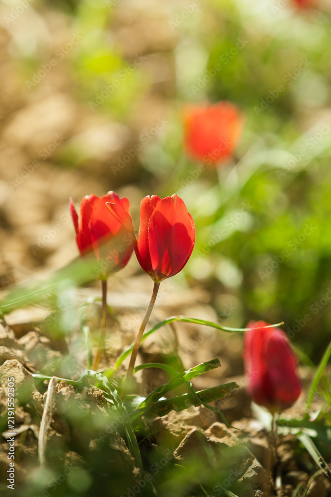 Obraz premium Vertical close-up shot of small red wild tulips in full bloom growing on rocky soil, bathed in warm natural sunlight with soft green and earth-toned bokeh blur in the background.