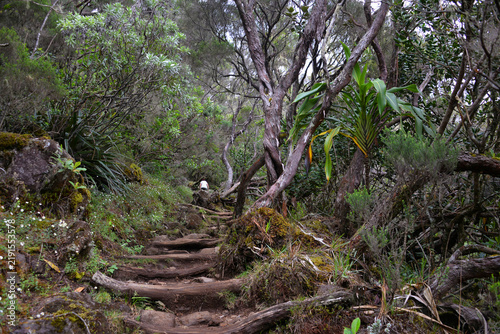 Laubwald, Tropenwald auf der Insel La Reunion, Departement Frankreich 