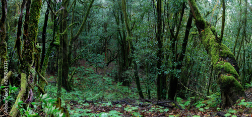 Lorbeerwald auf der Insel La Gomera, Kanaren, Spanien, Europa, Panorama 