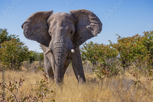 Bild auf Leinwand An African Elephant in the bush at Etosha National Park, Namibia, Africa