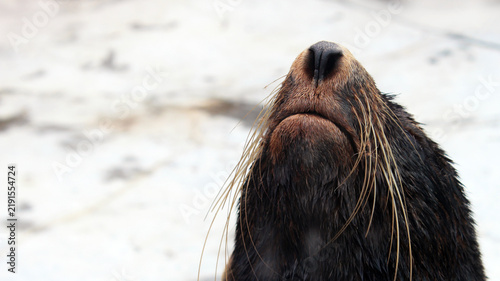 Fotografie A close-up of a northern fur seal's nose and whiskers.