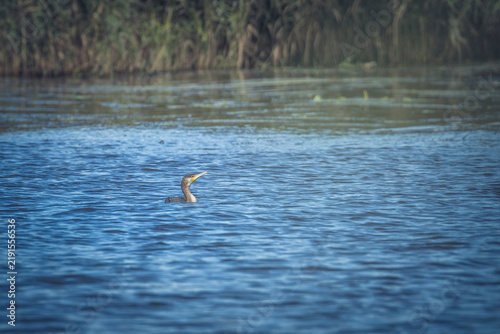 Cuadro en lienzo A large black cormorant swims in the Pregolya river