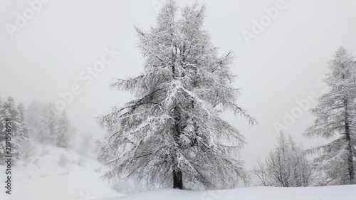 Snow-covered trees in foggy winter forest landscape