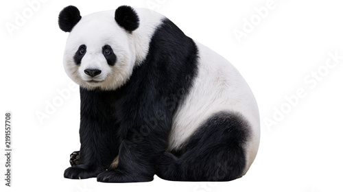 Fotografie Giant panda bear sitting and looking forward with black and white fur