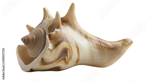 Foto Spiked brown and cream colored conch seashell with spiral texture