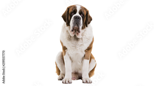Cuadro en lienzo Saint Bernard dog sitting and looking forward with brown and white fur