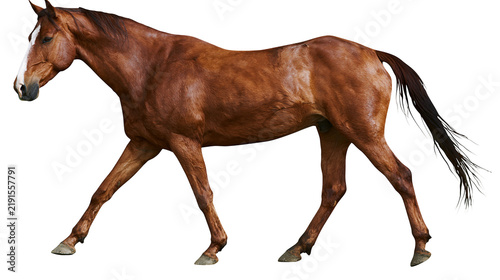 Fotografía Chestnut horse with white blaze walking in profile view