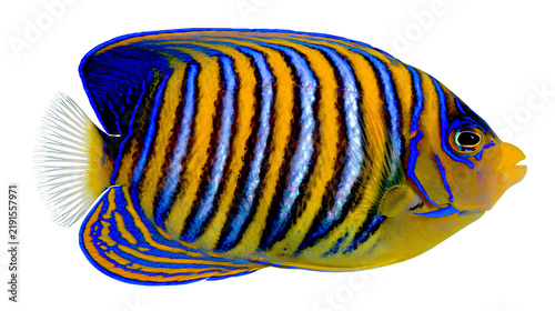 Foto Blue and yellow striped angelfish with vibrant patterns