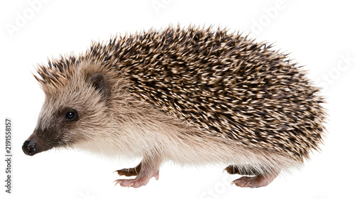 Obraz na płótnie Small brown European hedgehog with sharp spiky quills standing in profile