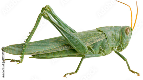 Quadro su tela Large green grasshopper with long antennae and powerful jumping legs