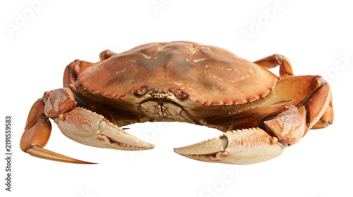 Cuadro en lienzo Fresh whole brown crab with large claws and textured shell