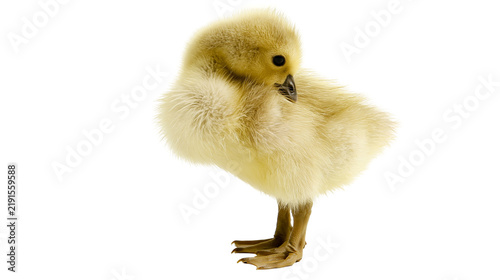 Obraz na płótnie Fluffy yellow gosling standing and preening its soft downy feathers