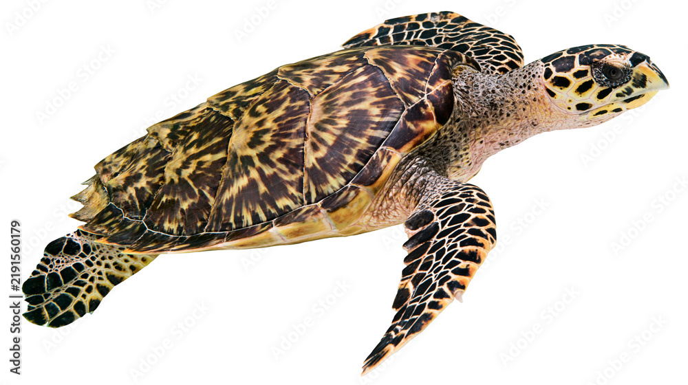 Obraz premium Hawksbill sea turtle with patterned brown and yellow shell swimming