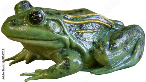 Fotografie Green bullfrog with yellow dorsal stripes and textured skin