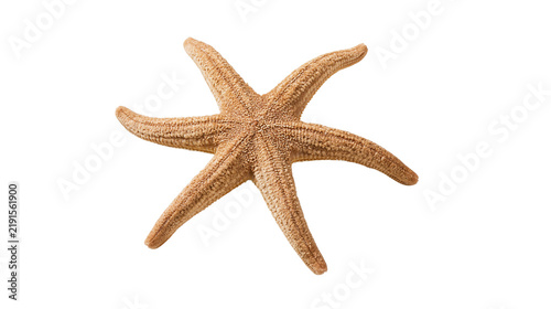 Foto Five armed brown starfish with textured skin