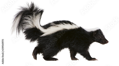 Konstfotografi Striped skunk walking with bushy tail raised and black and white fur pattern