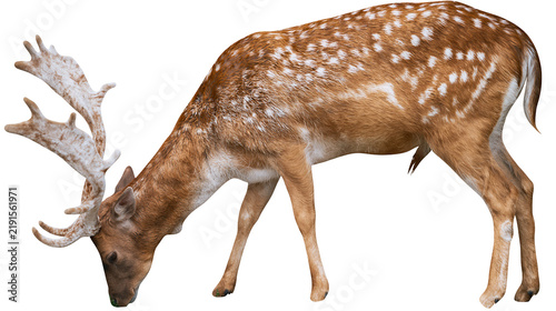 Canvastavla Spotted fallow deer buck with large antlers grazing