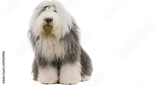 Old English Sheepdog with long shaggy grey and white fur sitting