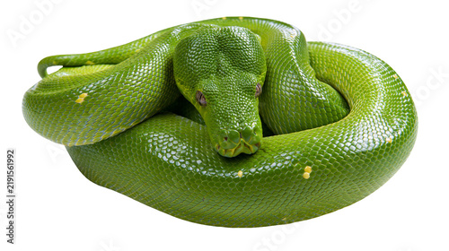 Bild auf Leinwand Coiled green tree python with textured scales and yellow spots
