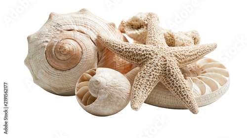 Quadro su tela Textured starfish and assorted spiral seashells collection