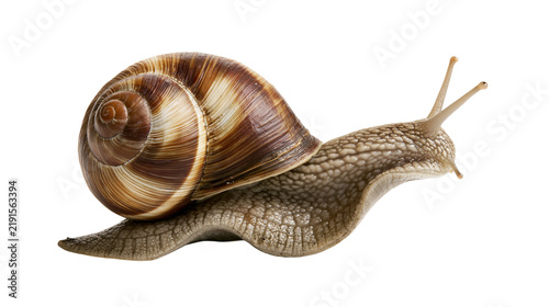 Quadro su tela Brown striped garden snail with textured skin and coiled shell