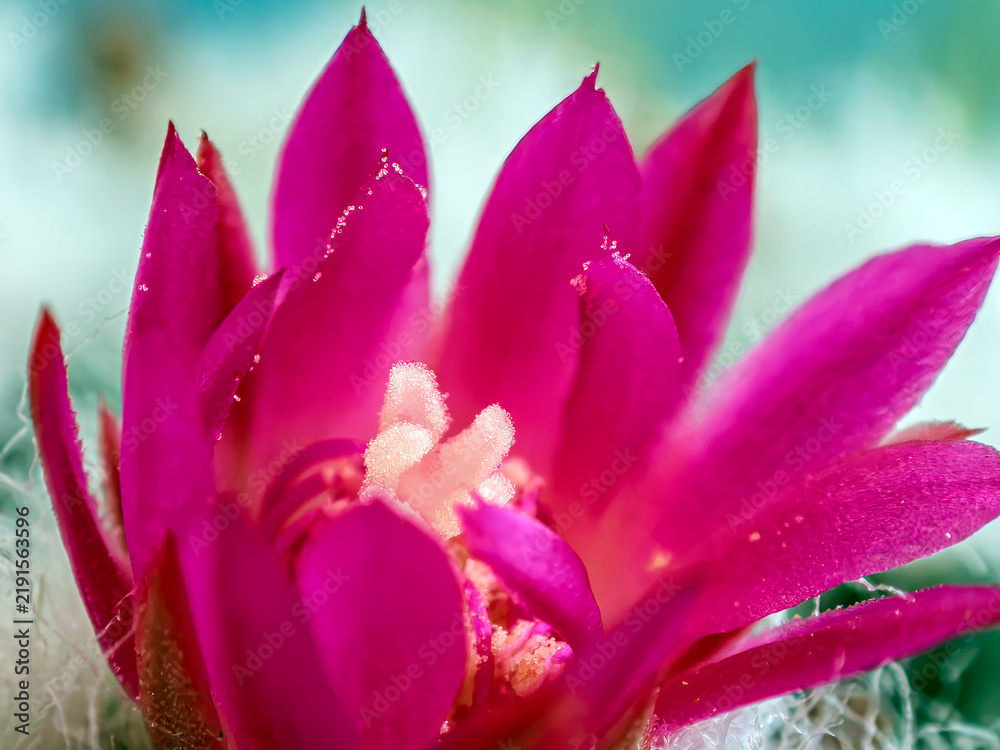 Obraz premium Macro Shot of Vibrant Pink Mammillaria Cactus Flower in Bloom