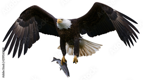 Foto Majestic bald eagle flying with a caught fish in its sharp talons