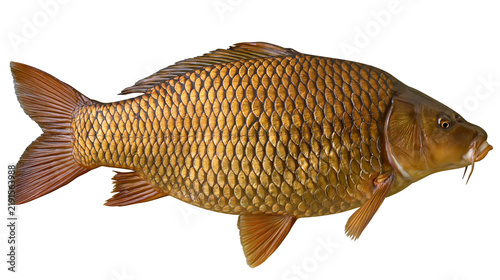 Konstfotografi Large common carp fish with golden brown scales and fins