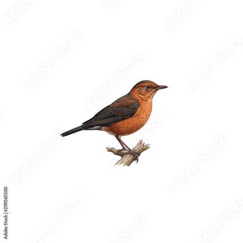 Izu Thrush Illustration