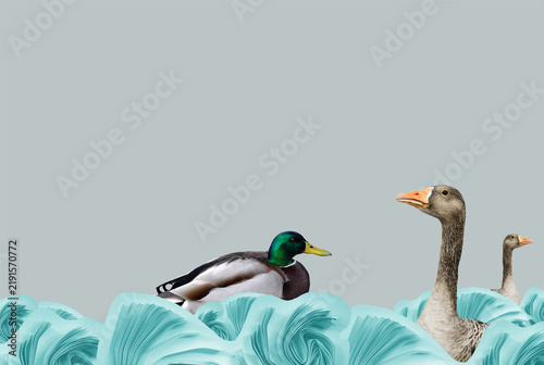 Obraz na plátně Ducks and geese swimming in water, conceptual surrealist wallpaper