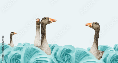Obraz na płótnie Geese meeting in the water
