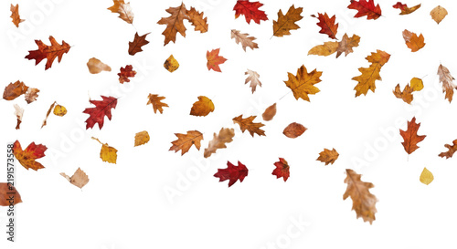 Картината върху платно A dynamic top-down composition of scattered autumnal dried leaves on a transpare