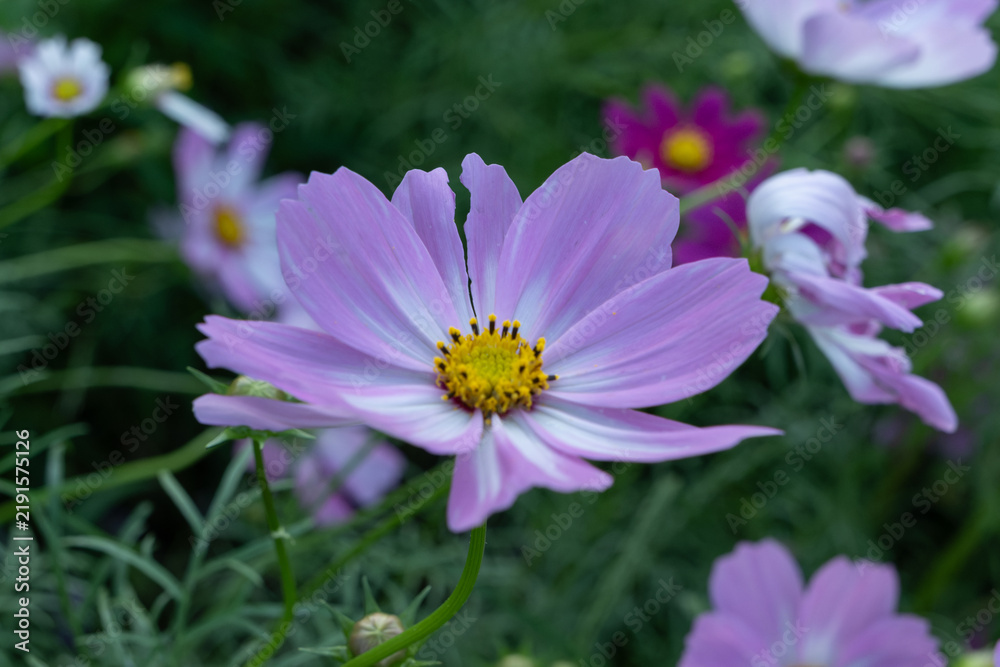 Fototapeta premium Close Up of Delicate Purple Pink Cosmos Flower Blooming in Autumn Garden with Soft Bokeh Background and Copy Space for Web Banner