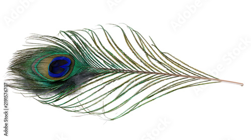 Photography Iridescent peacock feather with vibrant blue and green eye pattern