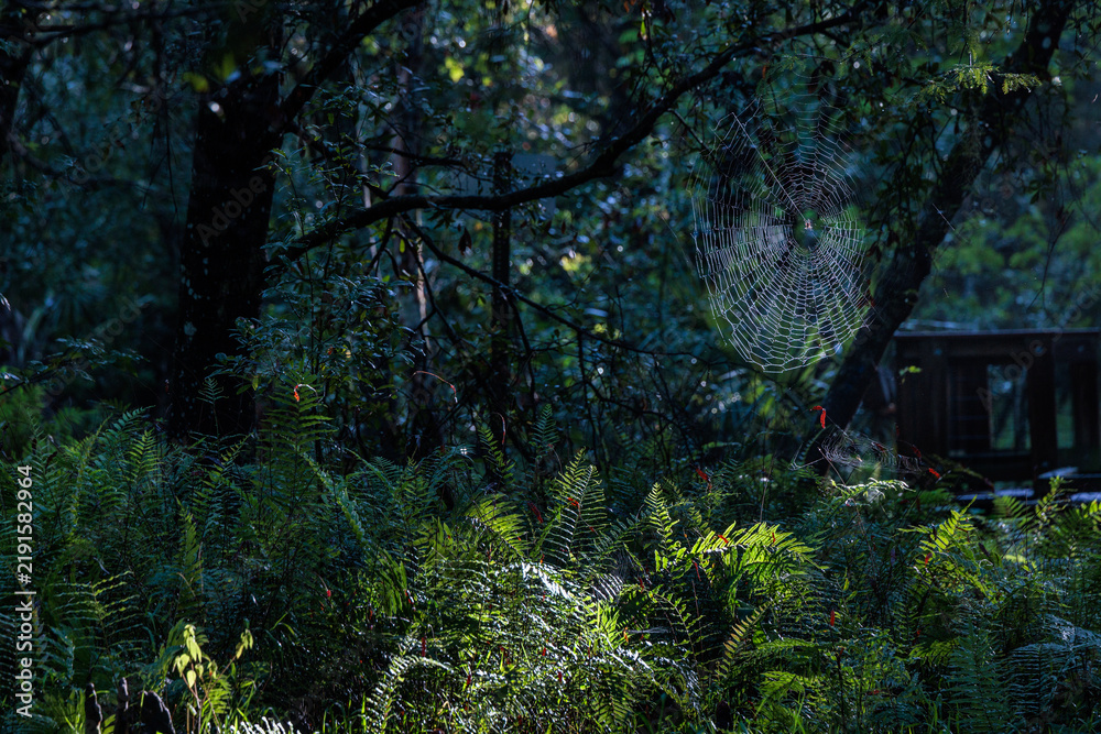 Obraz premium Spider web in the cypress swamps around Fisheating Creek in Florida
