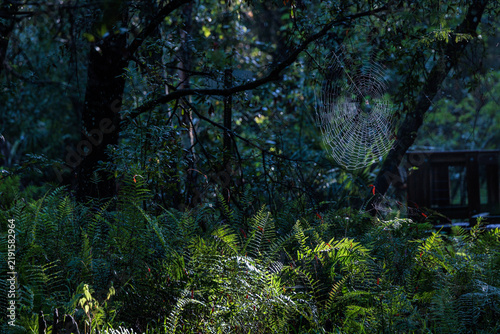 Spider web in the cypress swamps around Fisheating Creek in Florida