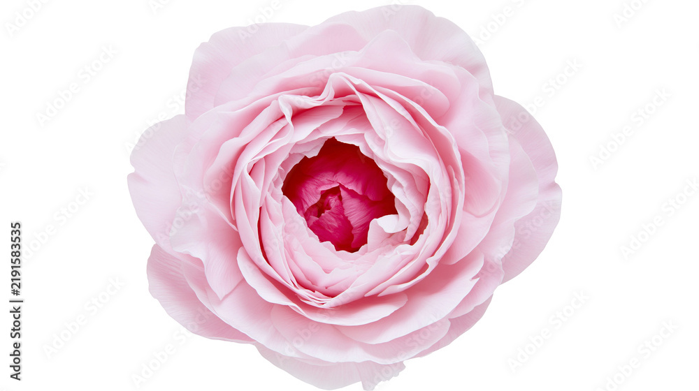 Fototapeta premium Soft pink garden rose flower head with delicate layered petals