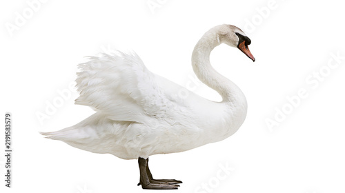 Cuadro en lienzo Elegant white mute swan standing with wings slightly spread
