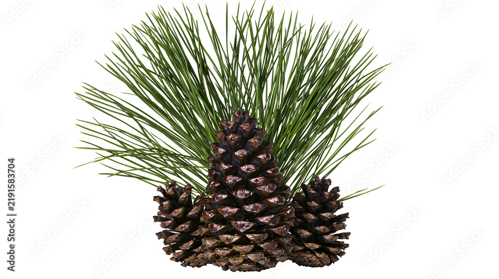 Fototapeta premium Three brown pine cones with long green pine needles