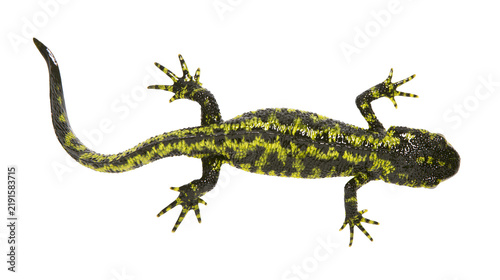 Cuadro en lienzo Great crested newt with black and yellow mottled skin pattern