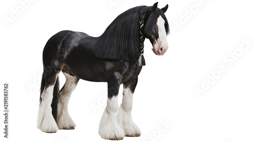Cuadro en lienzo Black and white Shire horse with braided mane and feathered legs