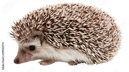 Fotografie Small African pygmy hedgehog with brown and white spiky quills